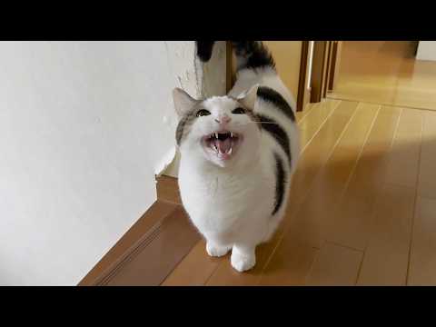 ご近所さんに妊婦さんと間違われてしまった太めの猫(YouTube)