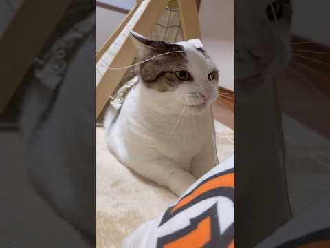 獲ったどぉー(YouTube)