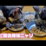 サビ猫偽14姉妹にゃり  2026 04 12 1(YouTube)