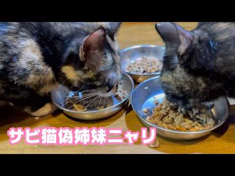 サビ猫偽14姉妹にゃり  2026 04 12 1(YouTube)
