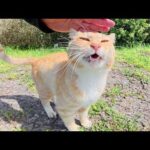 可愛い声で鳴く茶トラ猫ちゃんが崖を登ってモフられにやって来た(YouTube)