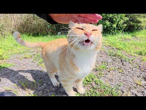 可愛い声で鳴く茶トラ猫ちゃんが崖を登ってモフられにやって来た(YouTube)
