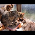 しっかり者の大姉ちゃん猫が甘えん坊全開で可愛すぎました(YouTube)