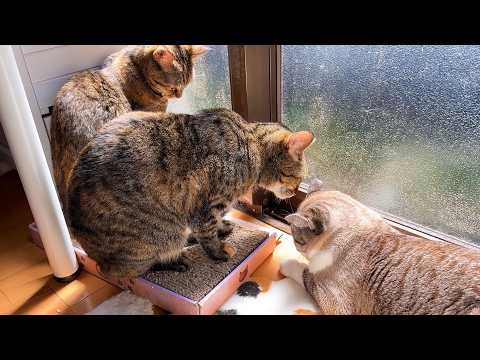 しっかり者の大姉ちゃん猫が甘えん坊全開で可愛すぎました(YouTube)