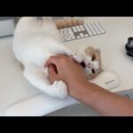 仕事をジャマしに来た甘えんぼ猫をなでなでしてあげようと思ったら…(YouTube)
