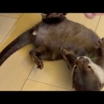 カワウソに噛まれても仲直りし噛まれた手で遊ぶ飼い主 Even if otter bites me, I’ll make up with it and play with hand it bit(YouTube)