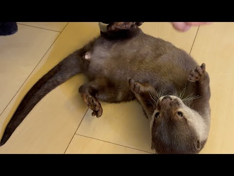 カワウソに噛まれても仲直りし噛まれた手で遊ぶ飼い主 Even if otter bites me, I’ll make up with it and play with hand it bit(YouTube)