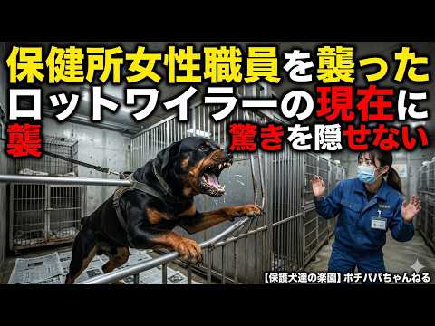 保健所女性職員を襲ったロットワイラーの現在に驚きを隠せない(YouTube)