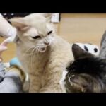間が悪いお母さんにめっちゃキレる猫(YouTube)