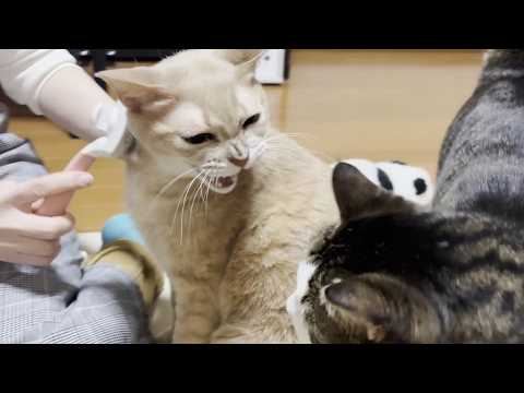 間が悪いお母さんにめっちゃキレる猫(YouTube)