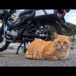 バイクに戻ると…隣で眠る猫。まさかの待ってた？(YouTube)