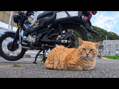 バイクに戻ると…隣で眠る猫。まさかの待ってた？(YouTube)