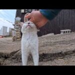 島のアイドル猫、カフェ玄関からモフられに登場…甘え方が可愛すぎて悶絶(YouTube)