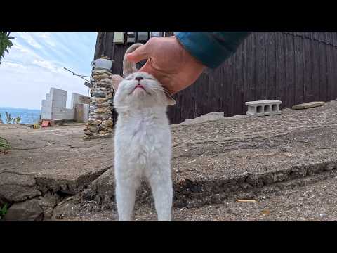 島のアイドル猫、カフェ玄関からモフられに登場…甘え方が可愛すぎて悶絶(YouTube)