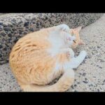 茶シロ猫が海辺で思い切り遊んで、快適な猫ハウスへ帰っていく(YouTube)