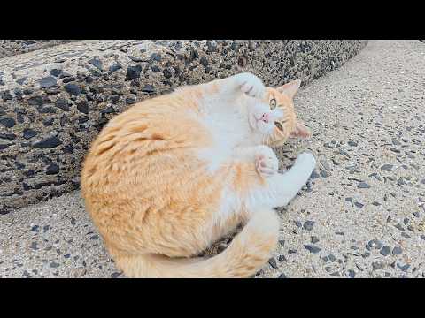 茶シロ猫が海辺で思い切り遊んで、快適な猫ハウスへ帰っていく(YouTube)