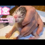 残念ですが・・・  ぼっちになっちゃいました  ゴミ箱に棄てられた子猫  Day4  2026 04 19 1(YouTube)