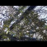 おしゃべりなニホンリスたち　繁殖期で追いかけあう声：井の頭自然文化園(YouTube)