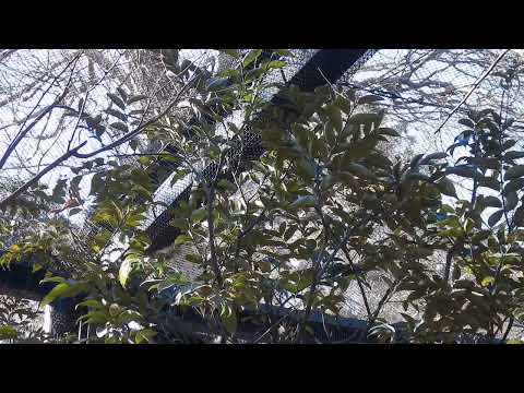 おしゃべりなニホンリスたち　繁殖期で追いかけあう声：井の頭自然文化園(YouTube)