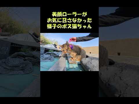 美顔ローラーがお気に召さなかった様子のボス猫ちゃん #猫 #ねこ #cat(YouTube)