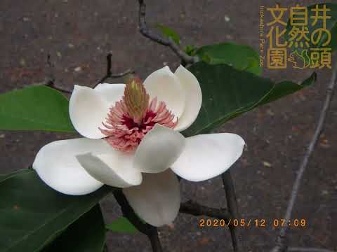 井の頭自然文化園 花ごよみ動画 臨時休園中のようす──ウケザキオオヤマレンゲの開花(YouTube)