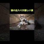 猫の出入りが激しい溝 #猫 #ねこ #cat(YouTube)
