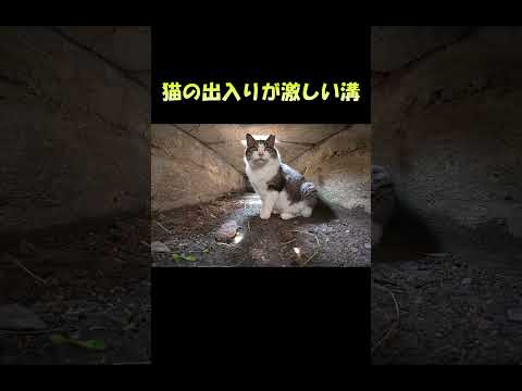 猫の出入りが激しい溝 #猫 #ねこ #cat(YouTube)