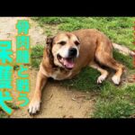 【片足が無くなった保護犬】リンちゃんの現在のご報告(YouTube)