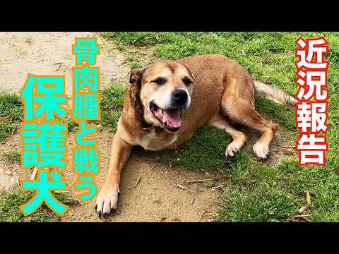 【片足が無くなった保護犬】リンちゃんの現在のご報告(YouTube)