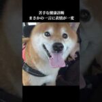 柴犬は残念なお知らせに表情が一変 #病院 #shibainu #犬のいる生活(YouTube)