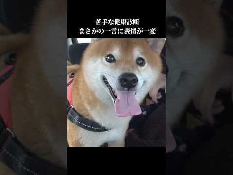 柴犬は残念なお知らせに表情が一変 #病院 #shibainu #犬のいる生活(YouTube)
