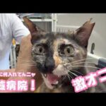 激オコッ  オチリに体温計ｗ  急遽病院へ！  ウマコ  2026 04 08 2(YouTube)