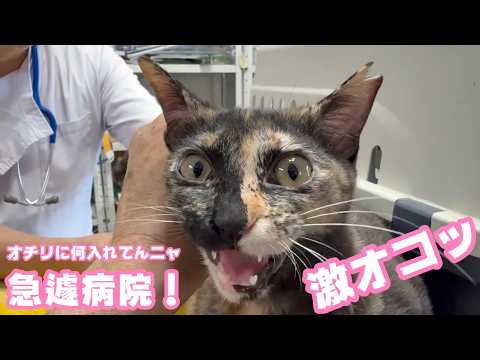 激オコッ  オチリに体温計ｗ  急遽病院へ！  ウマコ  2026 04 08 2(YouTube)