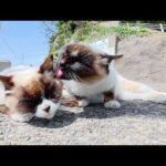 お顔が真っ黒なシャム猫がそっくりな仲間猫の顔面を舐めまくる(YouTube)