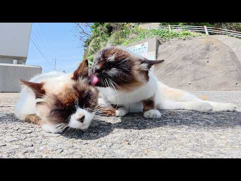 お顔が真っ黒なシャム猫がそっくりな仲間猫の顔面を舐めまくる(YouTube)