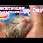 ゴミ箱に棄てられた子猫 Day8  満腹ネムネムむにゅむにゅ～なキンちゃん  ミルクのご支援届き始めてます 有難うございます  2026 04 23 1(YouTube)