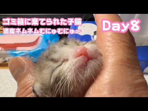 ゴミ箱に棄てられた子猫 Day8  満腹ネムネムむにゅむにゅ～なキンちゃん  ミルクのご支援届き始めてます 有難うございます  2026 04 23 1(YouTube)