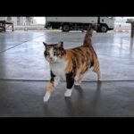 撫でるとゴロンゴロン転がる漁港の三毛猫ちゃんがかわいすぎた(YouTube)