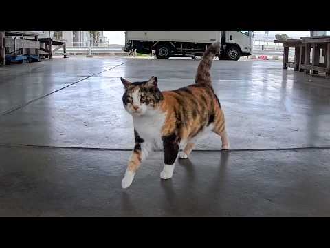 撫でるとゴロンゴロン転がる漁港の三毛猫ちゃんがかわいすぎた(YouTube)