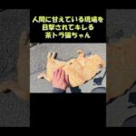 人間に甘えている現場を目撃されてキレる茶トラ猫ちゃん #猫 #ねこ #cat(YouTube)