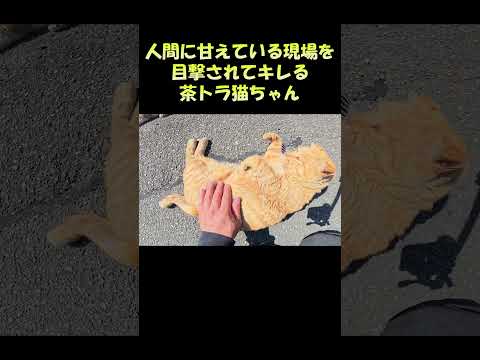 人間に甘えている現場を目撃されてキレる茶トラ猫ちゃん #猫 #ねこ #cat(YouTube)
