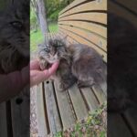 ベンチに座るモフモフ猫にあごの下マッサージをする #猫 #ねこ #cat(YouTube)