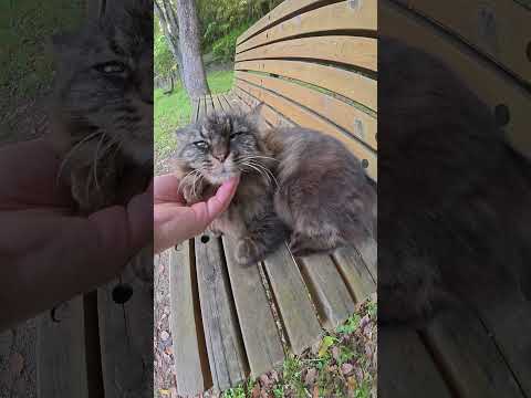 ベンチに座るモフモフ猫にあごの下マッサージをする #猫 #ねこ #cat(YouTube)
