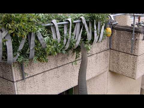 アフリカゾウの高所フィーダー（消防ホース）：多摩動物公園(YouTube)