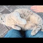 丸々と太ったトトロ猫ちゃんがゴロンゴロンと転げ回って甘えてきた(YouTube)