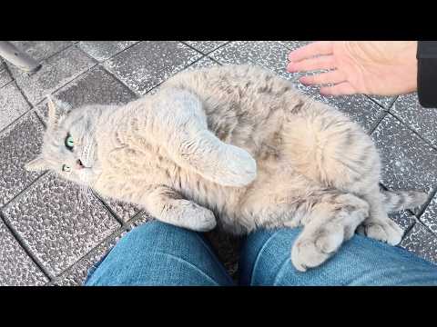 丸々と太ったトトロ猫ちゃんがゴロンゴロンと転げ回って甘えてきた(YouTube)