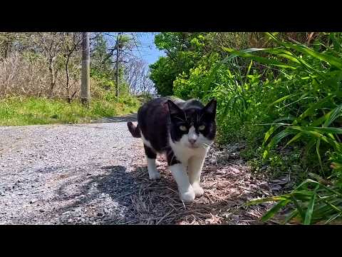 海辺の松林の砂利道で偶然出会ったハチワレ猫ちゃんが可愛すぎた…癒しの瞬間🐾(YouTube)