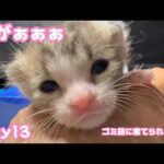 耳がぁぁぁ！  ゴミ箱に棄てられた子猫 キンちゃん Day13   2026 04 28 1(YouTube)