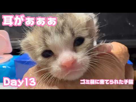 耳がぁぁぁ！  ゴミ箱に棄てられた子猫 キンちゃん Day13   2026 04 28 1(YouTube)