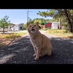 海辺の道で茶トラ猫をナデナデすると顔が横長の茶トラ猫もやってきた(YouTube)